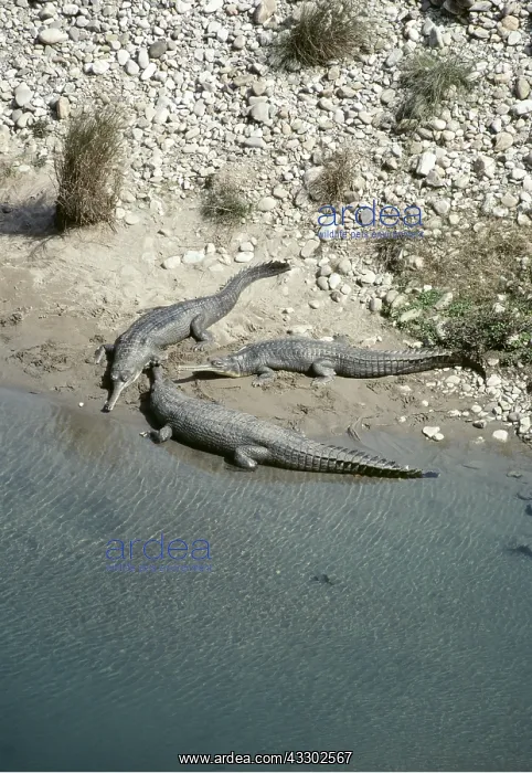: Gavial / Gharial - Group of three by water edge : Gavial / Gharial - Group of three by water edge