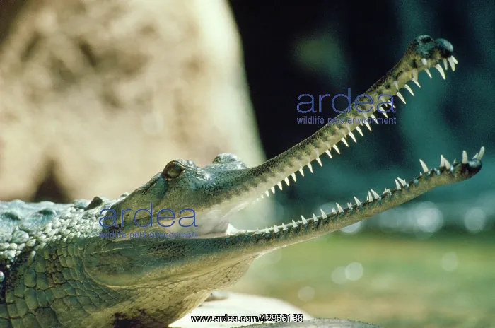: Gavial / Gharial - mouth open showing teeth - endangered : Gavial / Gharial - mouth open showing teeth - endangered