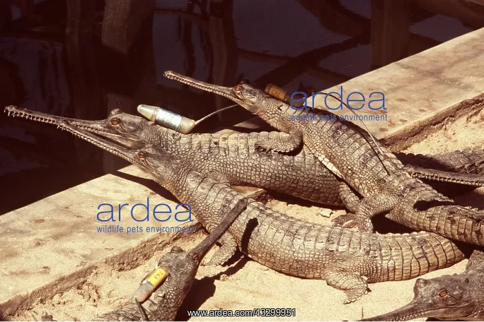 : Gavial / Gharial - with radio collars : Gavial / Gharial - with radio collars