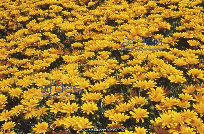  : Gazania, Treasure flower, Gazania