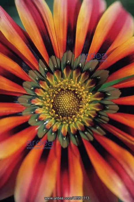 : Gazania, Treasure flower, Gazania Sundance : Gazania, Treasure flower, Gazania Sundance