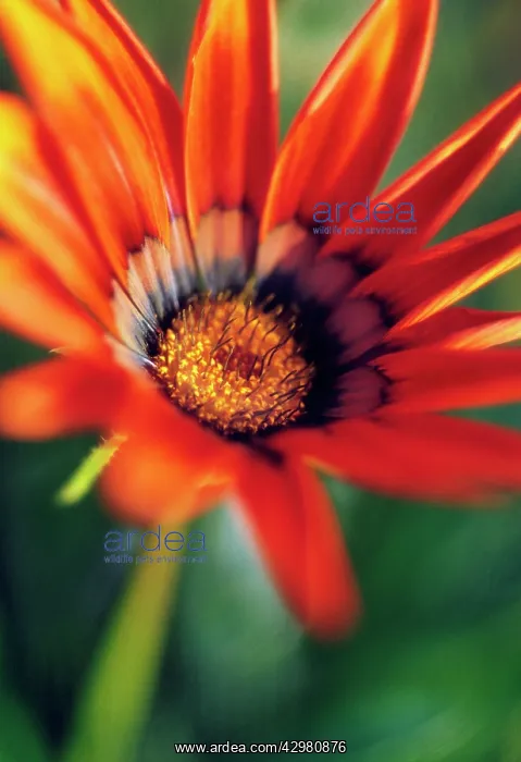 : Gazania, Treasure flower, Gazania Kiss bronze : Gazania, Treasure flower, Gazania Kiss bronze