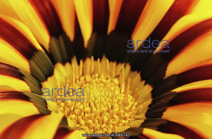 : Gazania, Treasure flower, Gazania Tiger Stripes : Gazania, Treasure flower, Gazania Tiger Stripes
