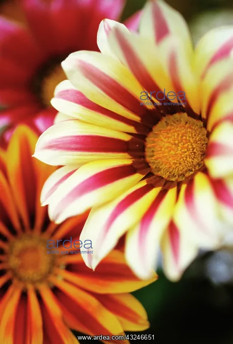 : Gazania, Treasure flower, Gazania Tiger Stripes : Gazania, Treasure flower, Gazania Tiger Stripes