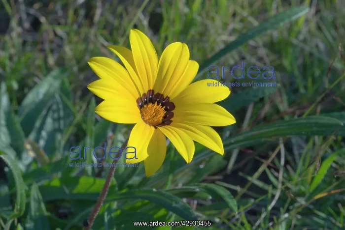 : Gazania flower : Gazania flower