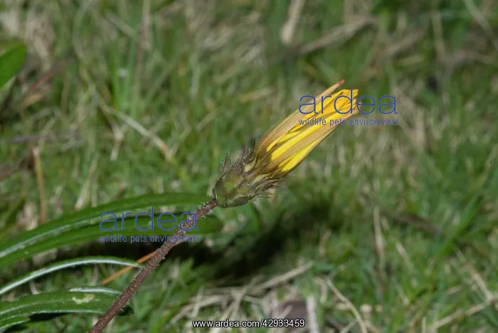 : Gazania flower closed for the night : Gazania flower closed for the night