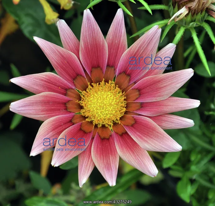 : Gazania flower; popular garden flower originally : Gazania flower; popular garden flower originally