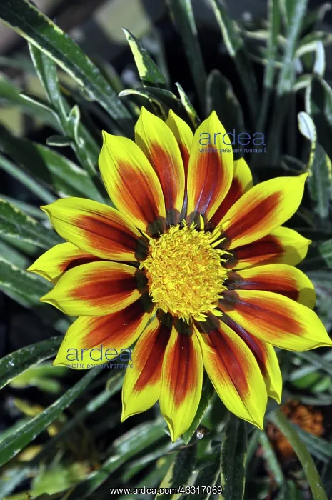 : Gazania flower, variety Mohawkpopular garden flower : Gazania flower, variety Mohawkpopular garden flower