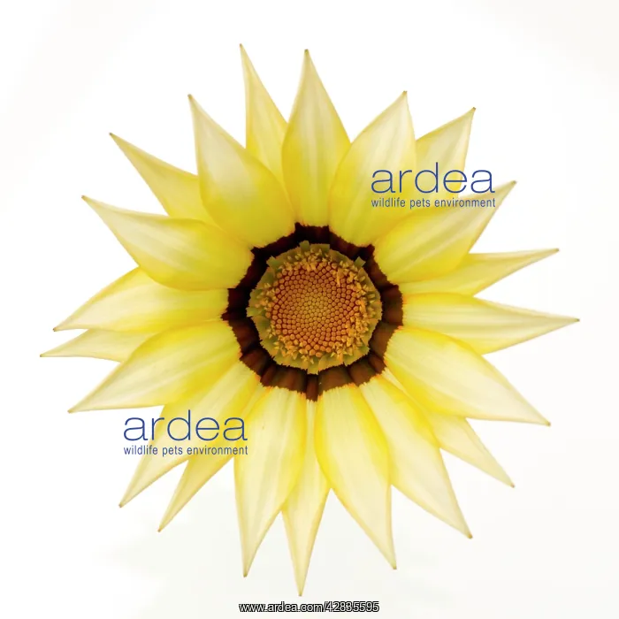 : Gazania Flower - on white background : Gazania Flower - on white background