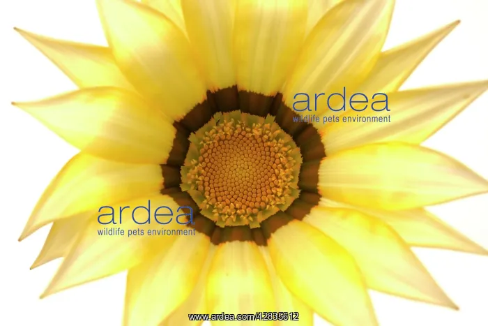 : Gazania Flower - on white background : Gazania Flower - on white background