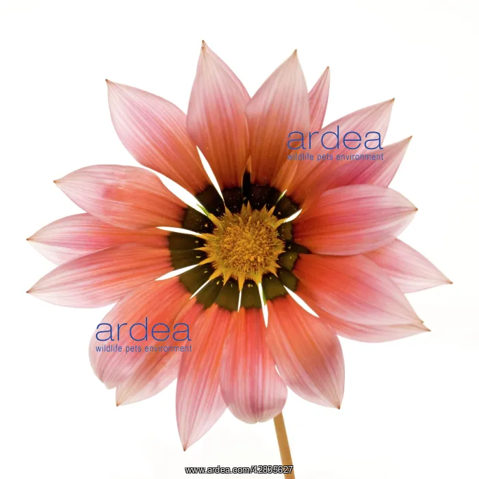 : Gazania Flower - on white background : Gazania Flower - on white background