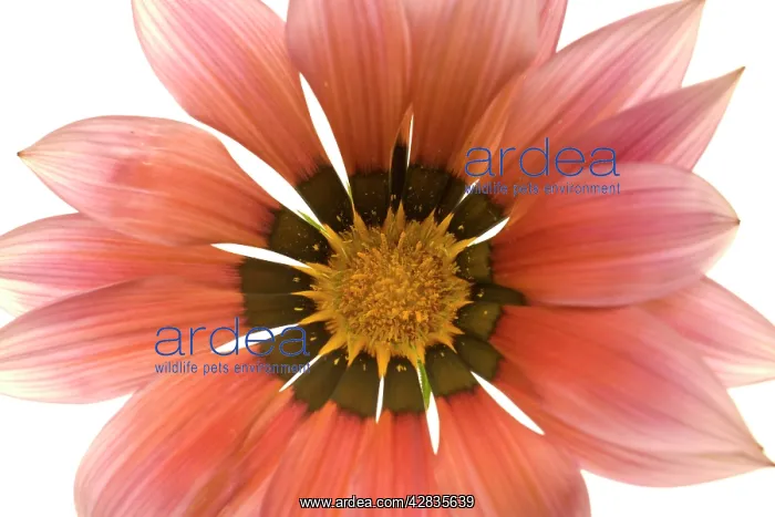 : Gazania Flower - on white background : Gazania Flower - on white background