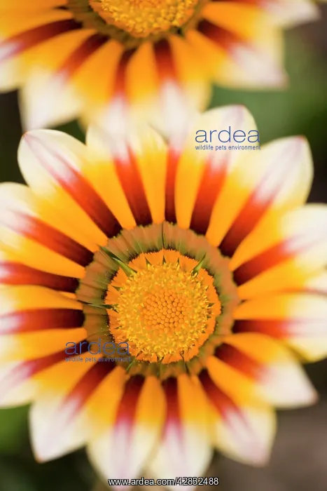 : Gazania Flowers : Gazania Flowers