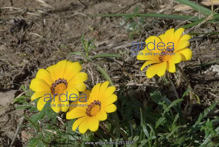 : Gazania flowers : Gazania flowers