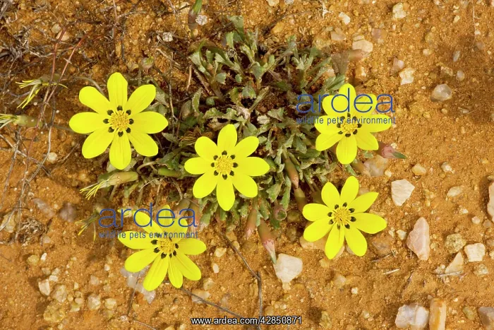 : Gazania lichtensteinii : Gazania lichtensteinii