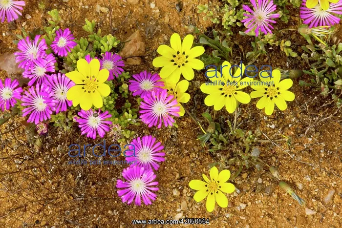  : Gazania lichtensteinii with pink Drosanthemum hispidum