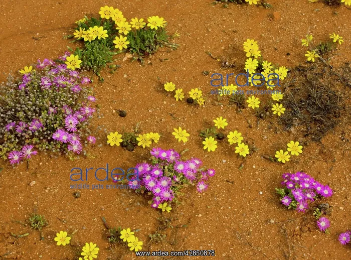 : Gazania lichtensteinii with pink Drosanthemum hispidum : Gazania lichtensteinii with pink Drosanthemum hispidum