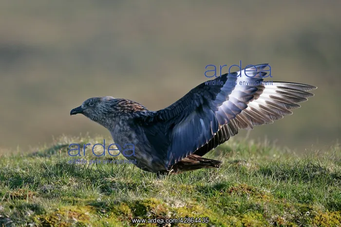 : Geat Skua - adult flapping it's wings : Geat Skua - adult flapping it's wings