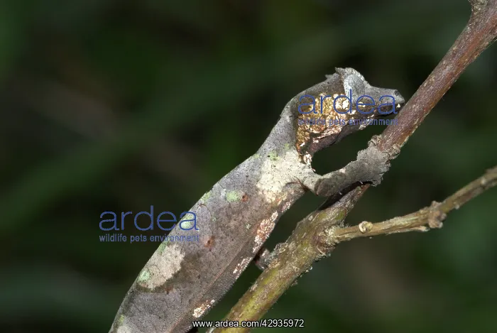 : Gecko on branch : Gecko on branch