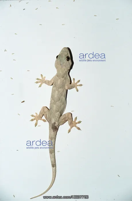 : GECKO CLINGS TO VERTICAL WALL : GECKO CLINGS TO VERTICAL WALL