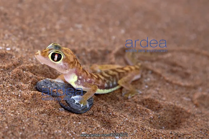: this gecko developed webbed feet to survive in Namibian dese : this gecko developed webbed feet to survive in Namibian dese