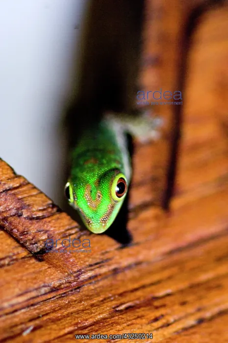 : Gecko at Fregate Island Resort : Gecko at Fregate Island Resort