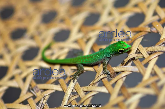 : Gecko at Fregate Island Resort : Gecko at Fregate Island Resort