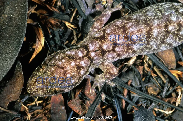 : Gecko (Gehyra dubia) foraging after bush fire : Gecko (Gehyra dubia) foraging after bush fire