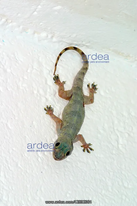 : Gecko (Hemidactylus mabouia). Mayotte : Gecko (Hemidactylus mabouia). Mayotte