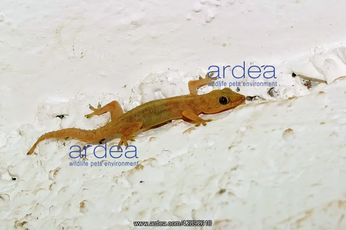 : Gecko (Hemidactylus mabouia). Mayotte : Gecko (Hemidactylus mabouia). Mayotte