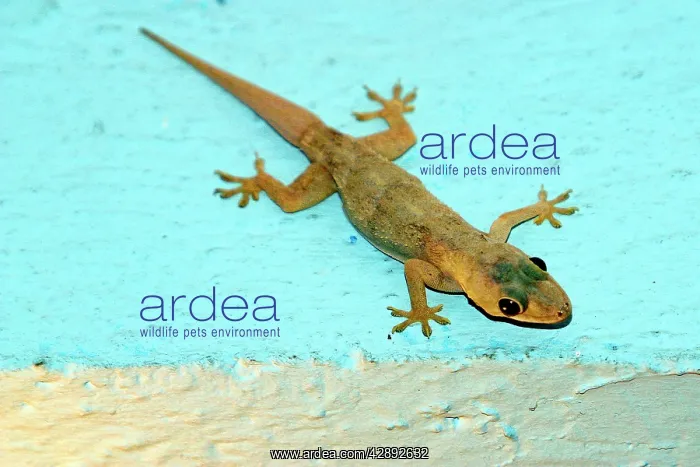 : Gecko (Hemidactylus mabouia). Mayotte : Gecko (Hemidactylus mabouia). Mayotte