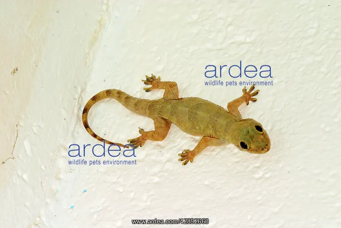 : Gecko (Hemidactylus mabouia). Mayotte : Gecko (Hemidactylus mabouia). Mayotte