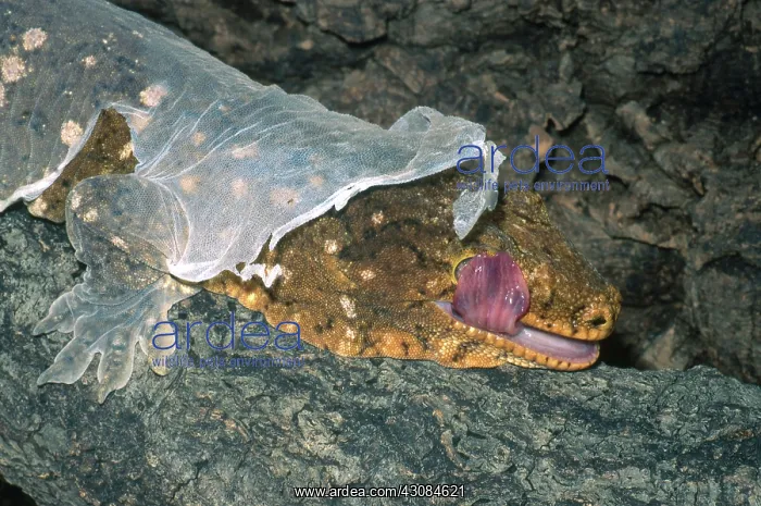 : Gecko Shedding : Gecko Shedding