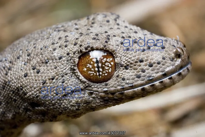 : Gecko (Strophurus williamsi) showing eyes patterns : Gecko (Strophurus williamsi) showing eyes patterns