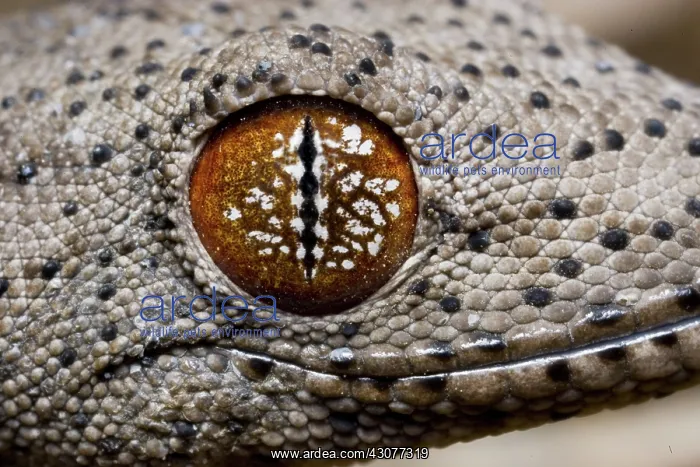 : Gecko (Strophurus williamsi) showing eyes patterns : Gecko (Strophurus williamsi) showing eyes patterns