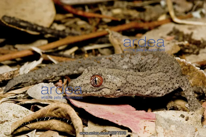 : Gecko (Strophurus williamsi) in woodlands : Gecko (Strophurus williamsi) in woodlands