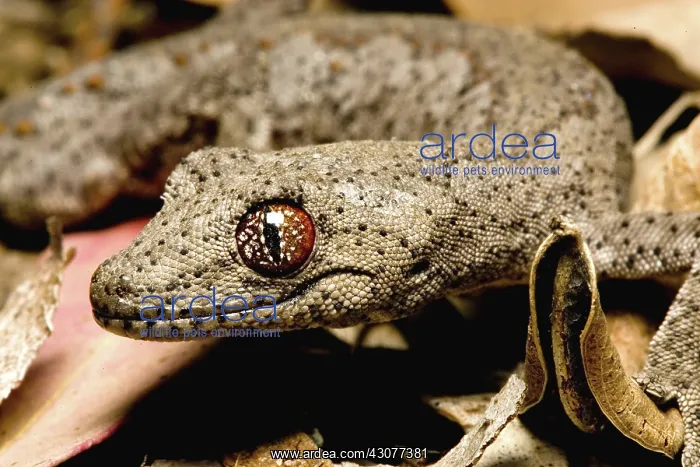 : Gecko (Strophurus williamsi) in woodlands : Gecko (Strophurus williamsi) in woodlands
