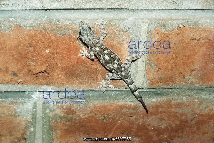  : GECKO - on wall & shows regeneration of damaged tail