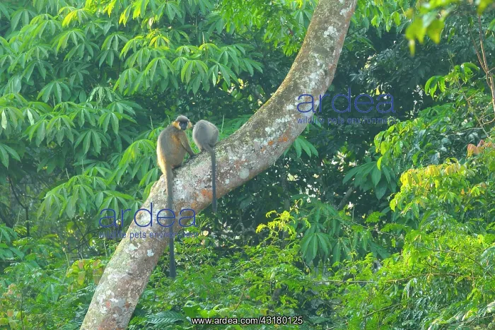: Gee's Golden Langur : Gee's Golden Langur