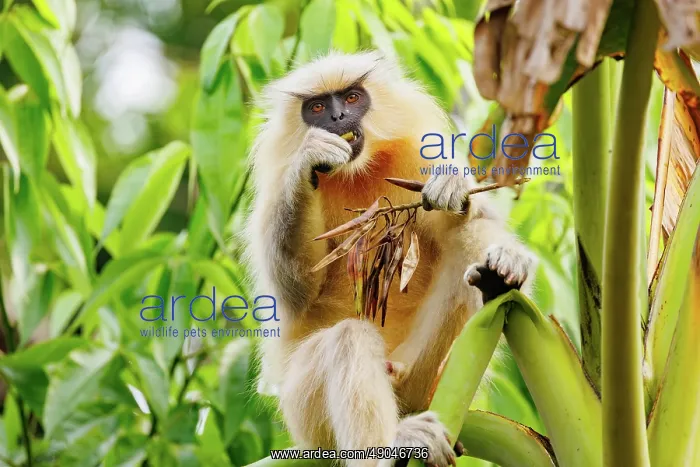 : Gee's golden langur (Trachypithecus geei) : Gee's golden langur (Trachypithecus geei)