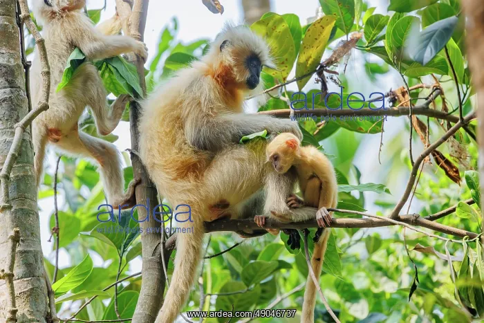  : Gee's golden langur (Trachypithecus geei)