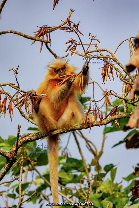 : Gee's golden langur (Trachypithecus geei) : Gee's golden langur (Trachypithecus geei)