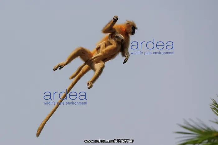 : Gee's golden langur (Trachypithecus geei) : Gee's golden langur (Trachypithecus geei)