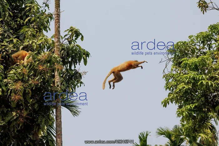 : Gee's golden langur (Trachypithecus geei) : Gee's golden langur (Trachypithecus geei)