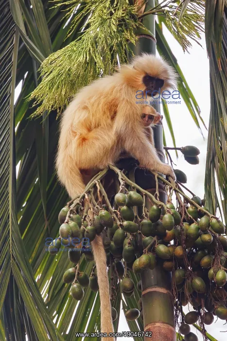 : Gee's golden langur (Trachypithecus geei) : Gee's golden langur (Trachypithecus geei)