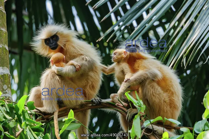 : Gee's golden langur (Trachypithecus geei) : Gee's golden langur (Trachypithecus geei)