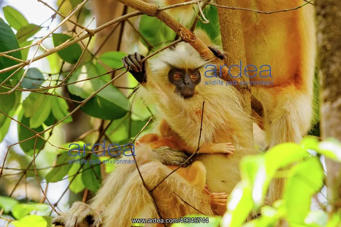 : Gee's golden langur (Trachypithecus geei) : Gee's golden langur (Trachypithecus geei)
