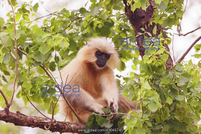 : Gee's golden langur (Trachypithecus geei) : Gee's golden langur (Trachypithecus geei)