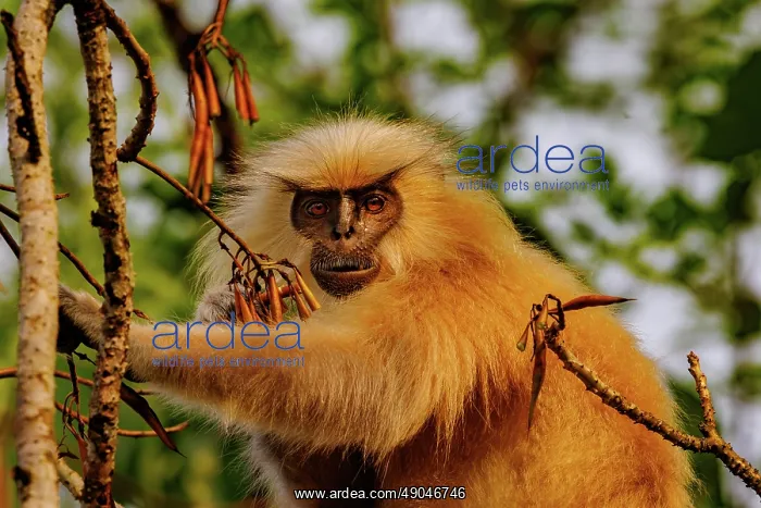 : Gee's golden langur (Trachypithecus geei) : Gee's golden langur (Trachypithecus geei)