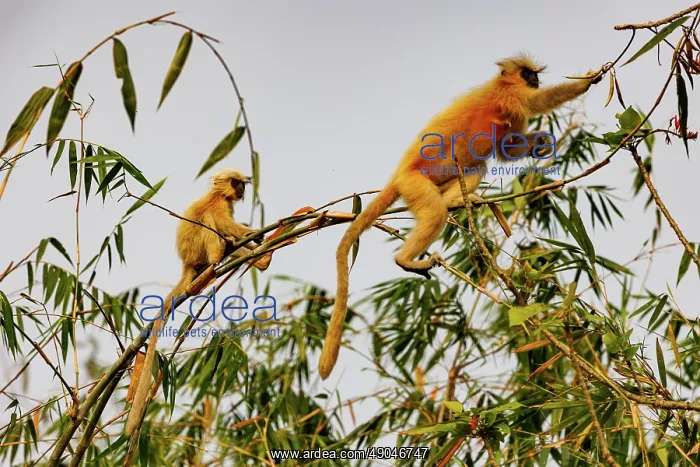 : Gee's golden langur (Trachypithecus geei) : Gee's golden langur (Trachypithecus geei)